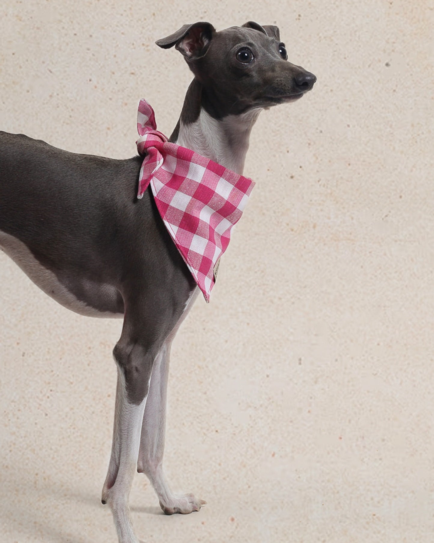 Bandana de Cuadros Peonia