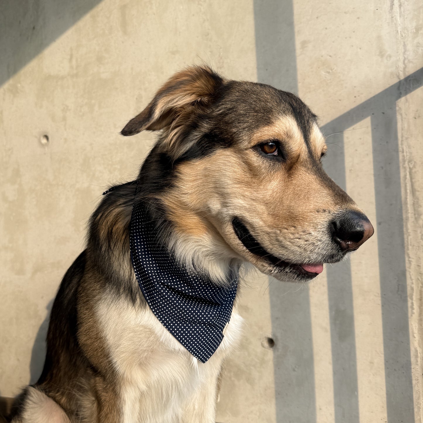 Bandana Azul marino con Lunares