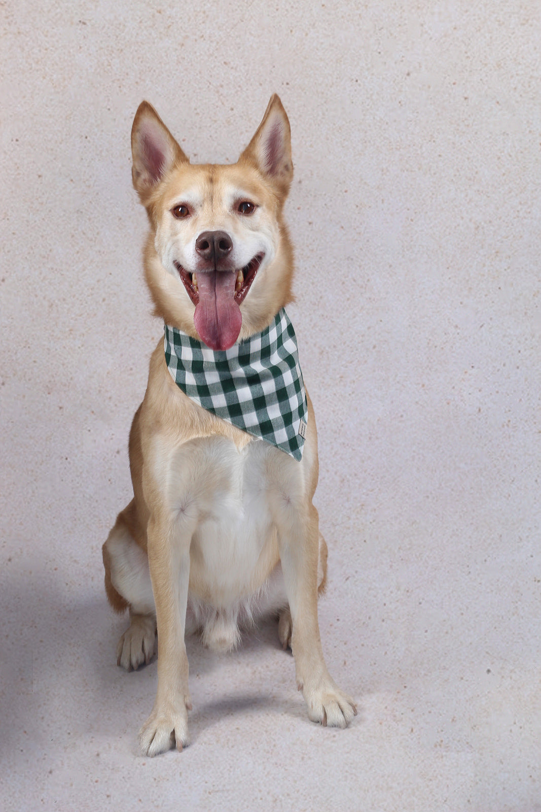 Bandana Navidad de cuadros verdes y blancos