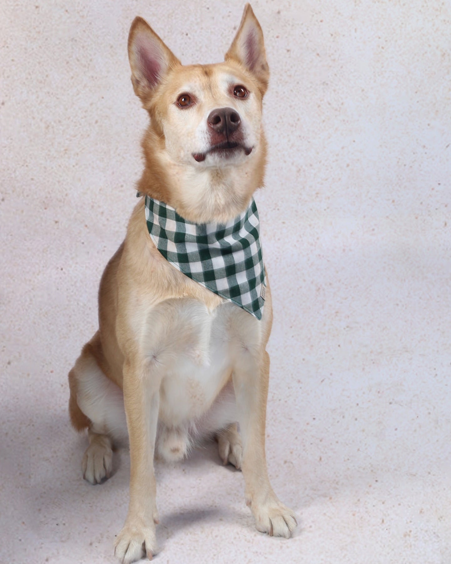 Bandana de cuadros Verde Bosque