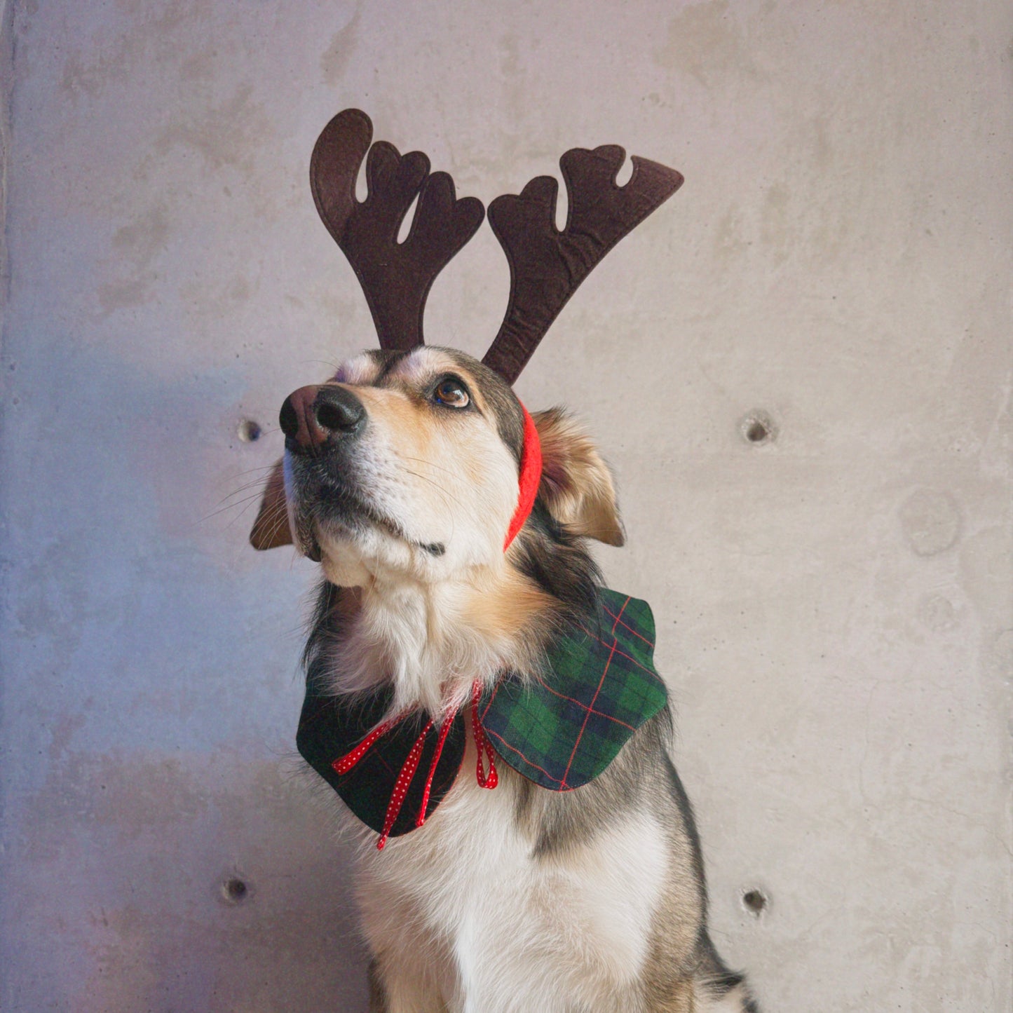 Cuello Navideño doble vista tartán verde y tela roja con lunares