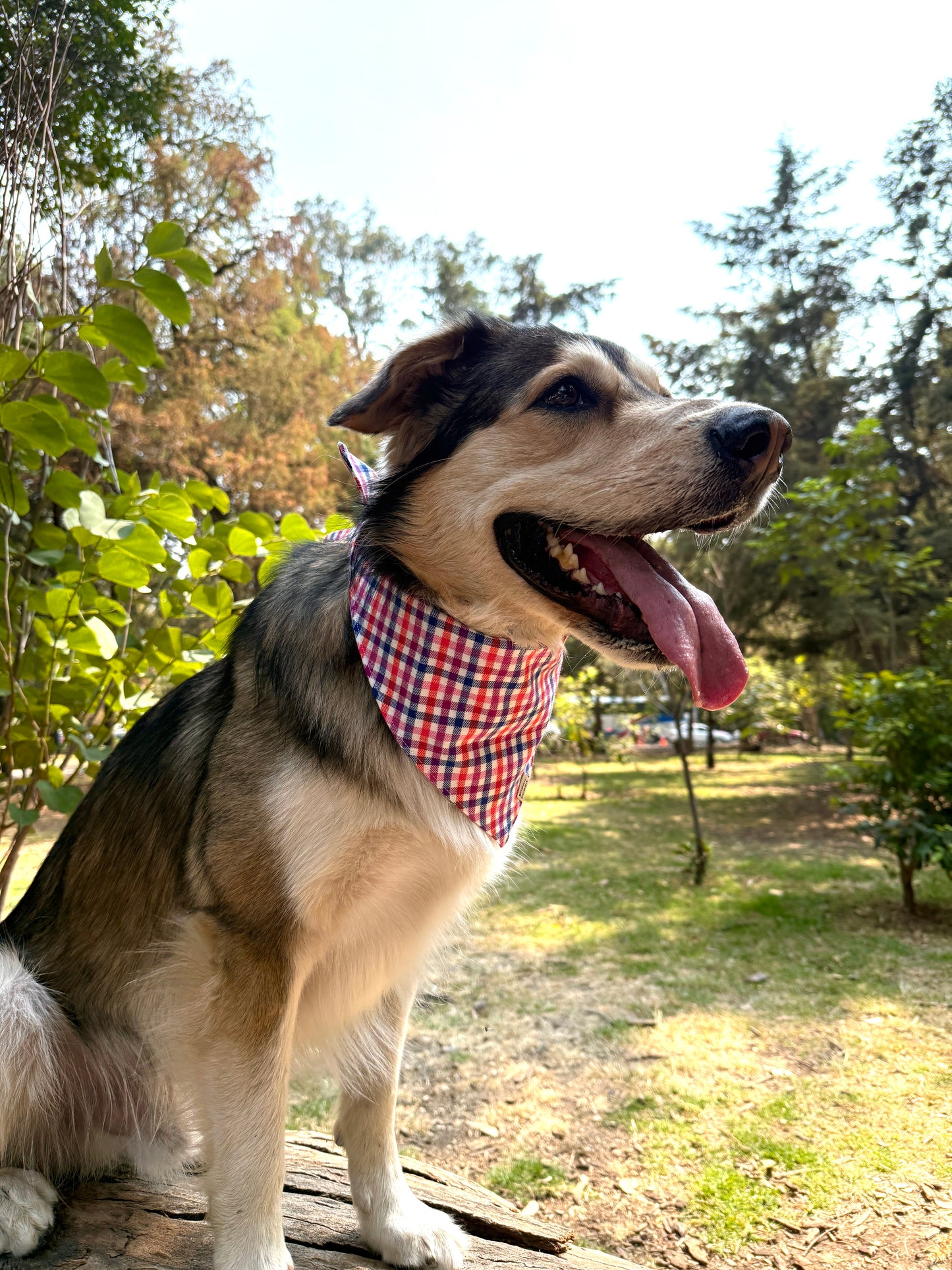 Bandana de Cuadritos Multicolor