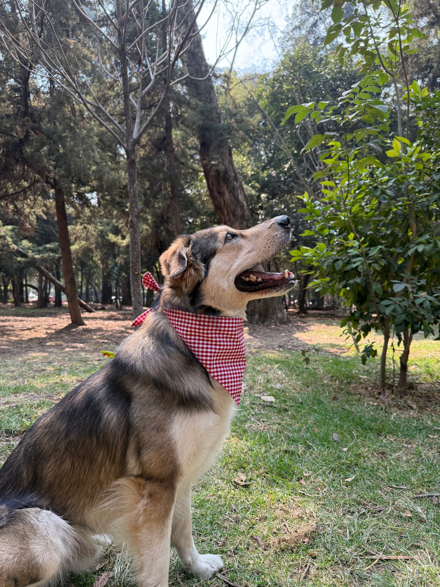 Bandana de Cuadritos Rojos