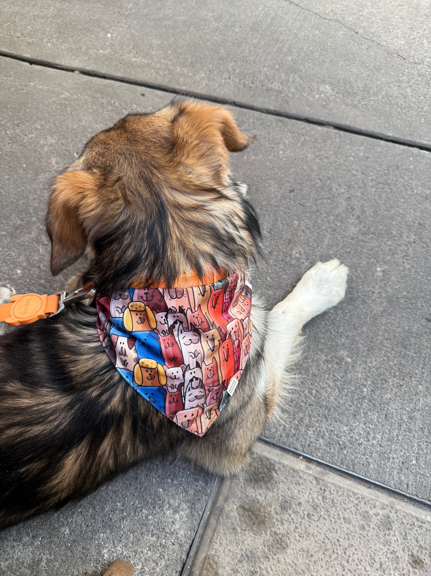 Bandana Perritos y Gatitos
