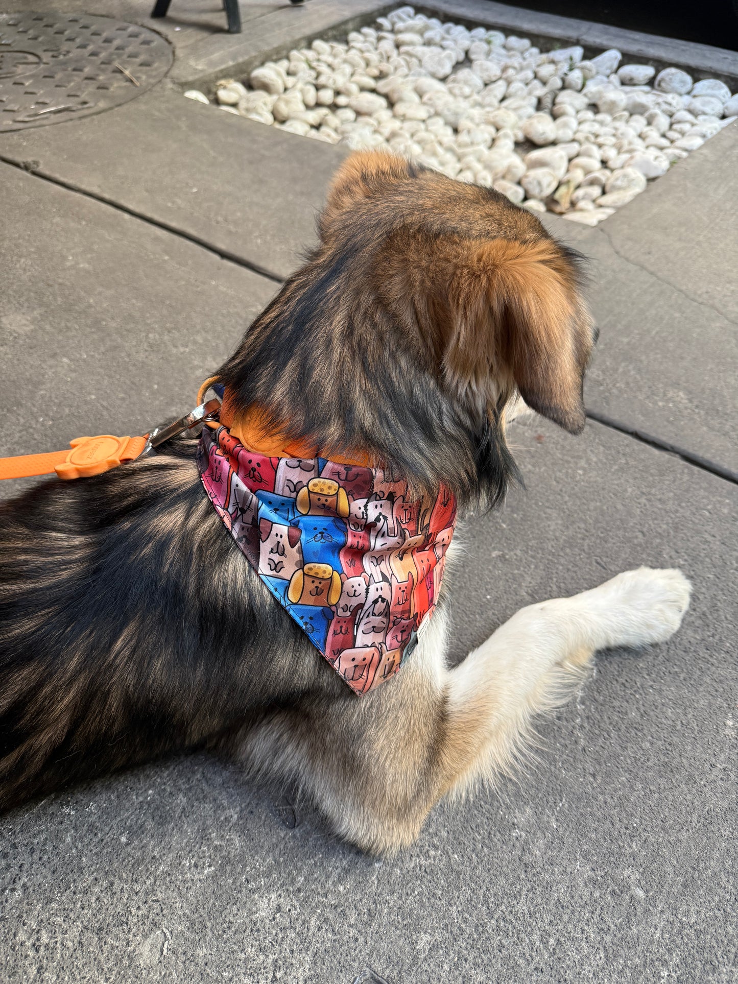 Bandana Perritos y Gatitos