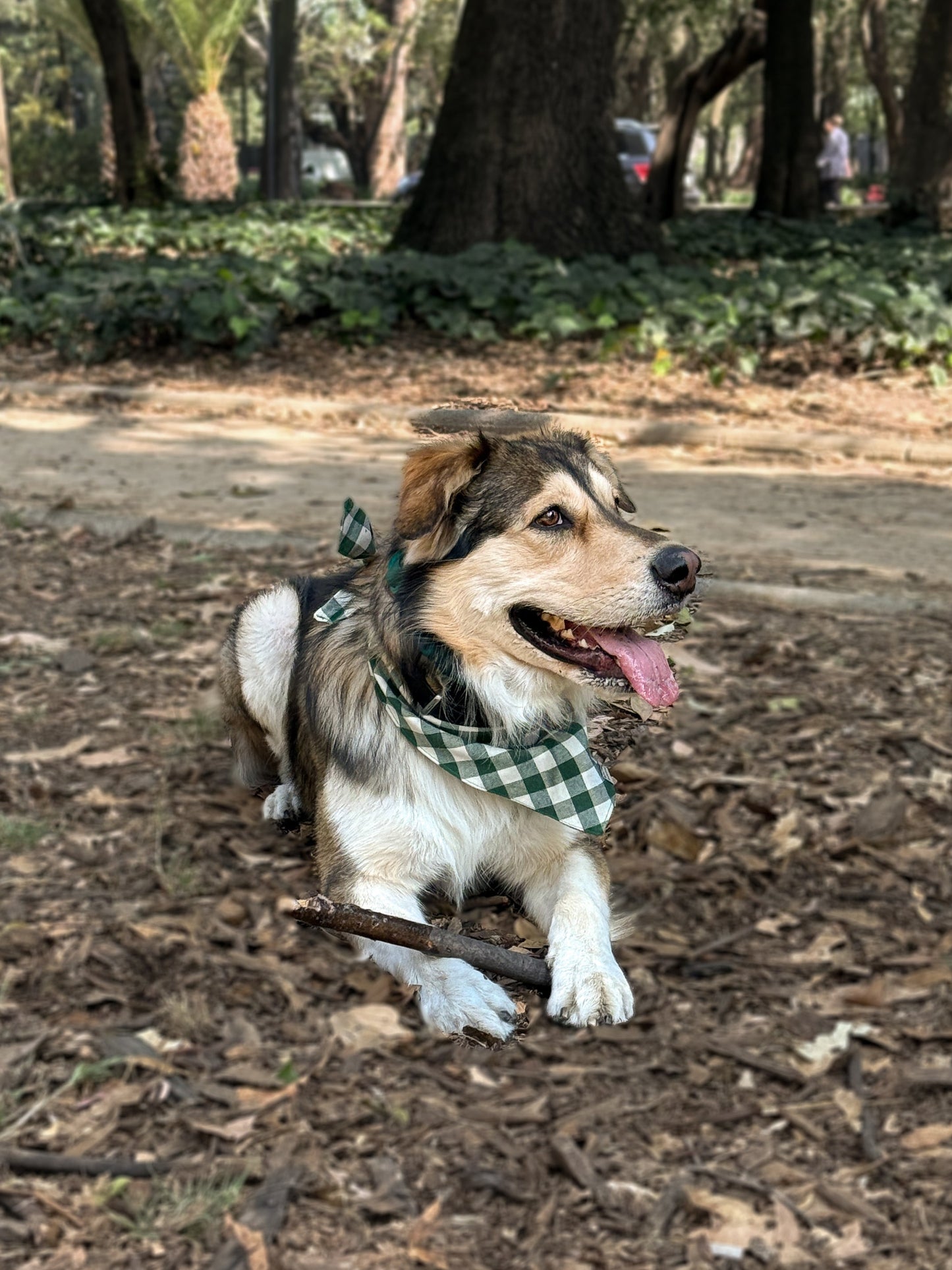 Bandana de cuadros Verde Bosque