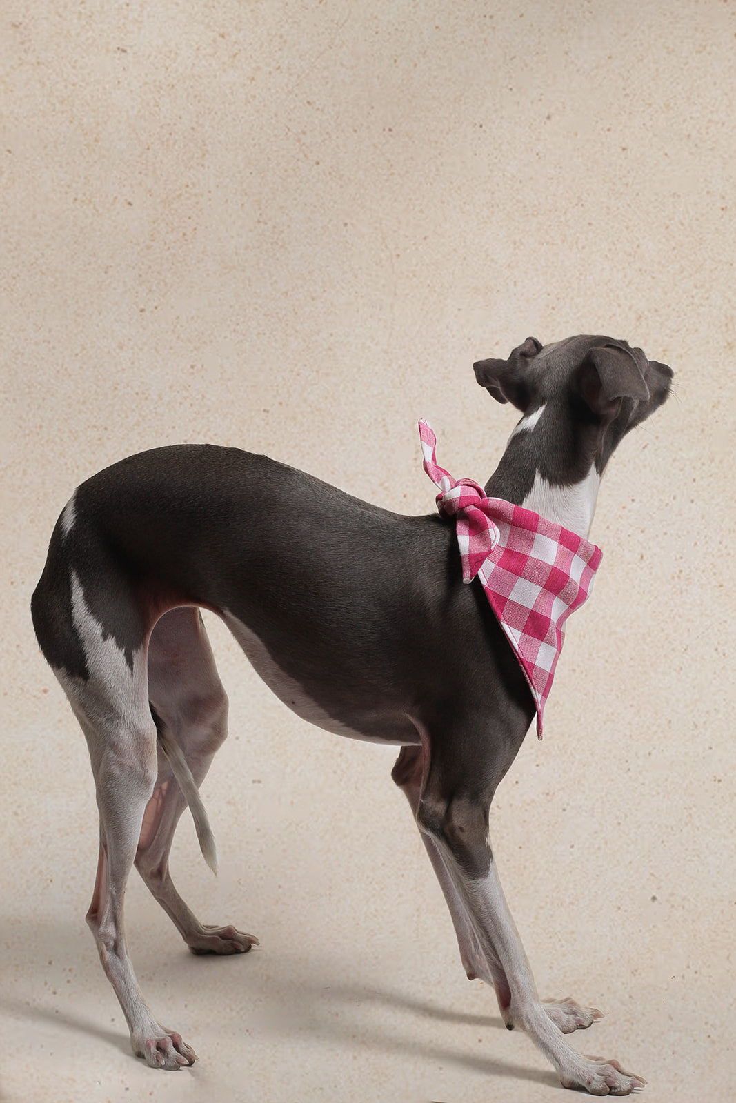 Bandana de Cuadros Peonia