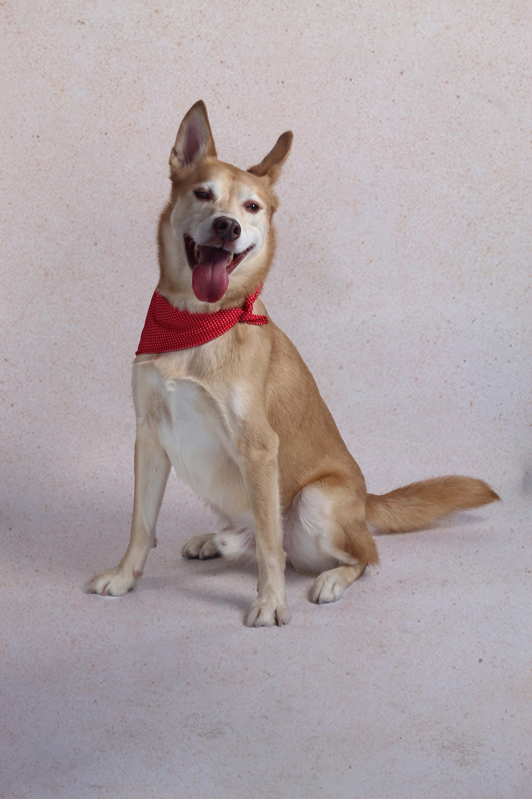 Bandana Roja con Lunares