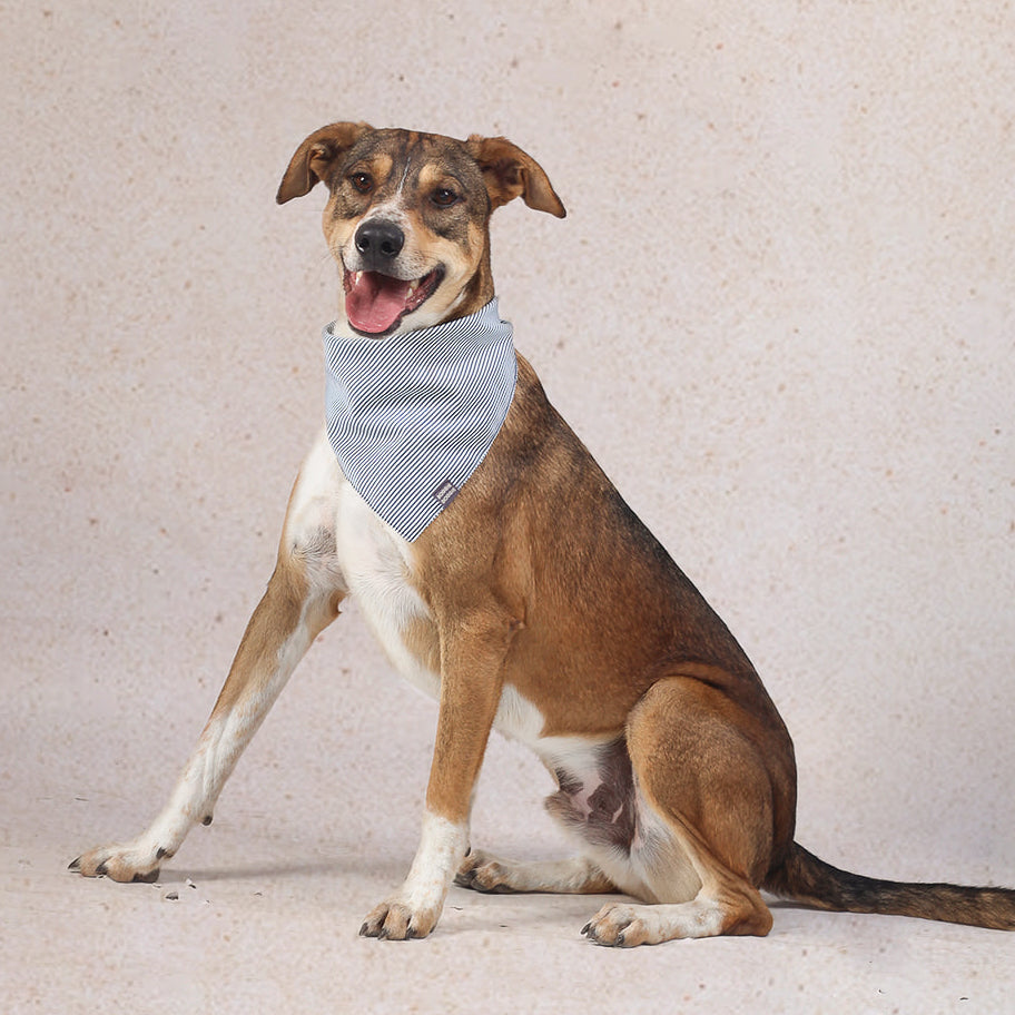 Bandana de Rayas Azules