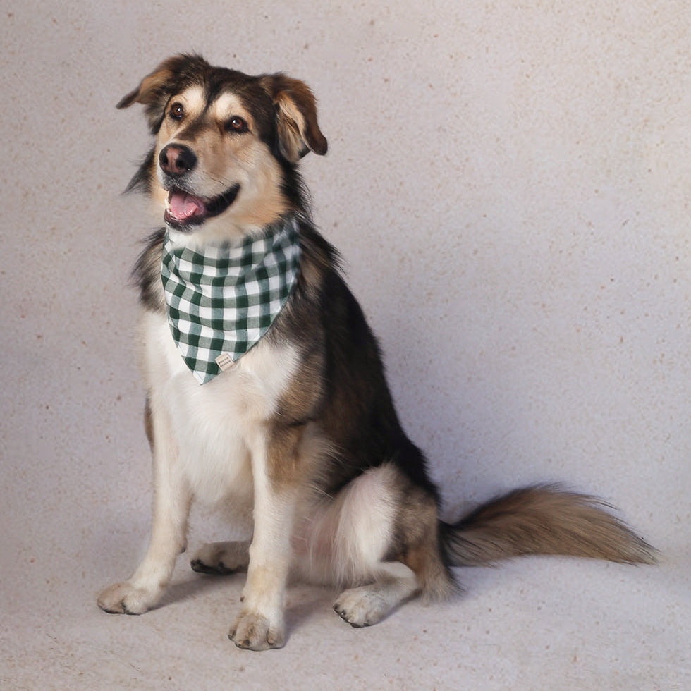 Bandana de cuadros Verde Bosque